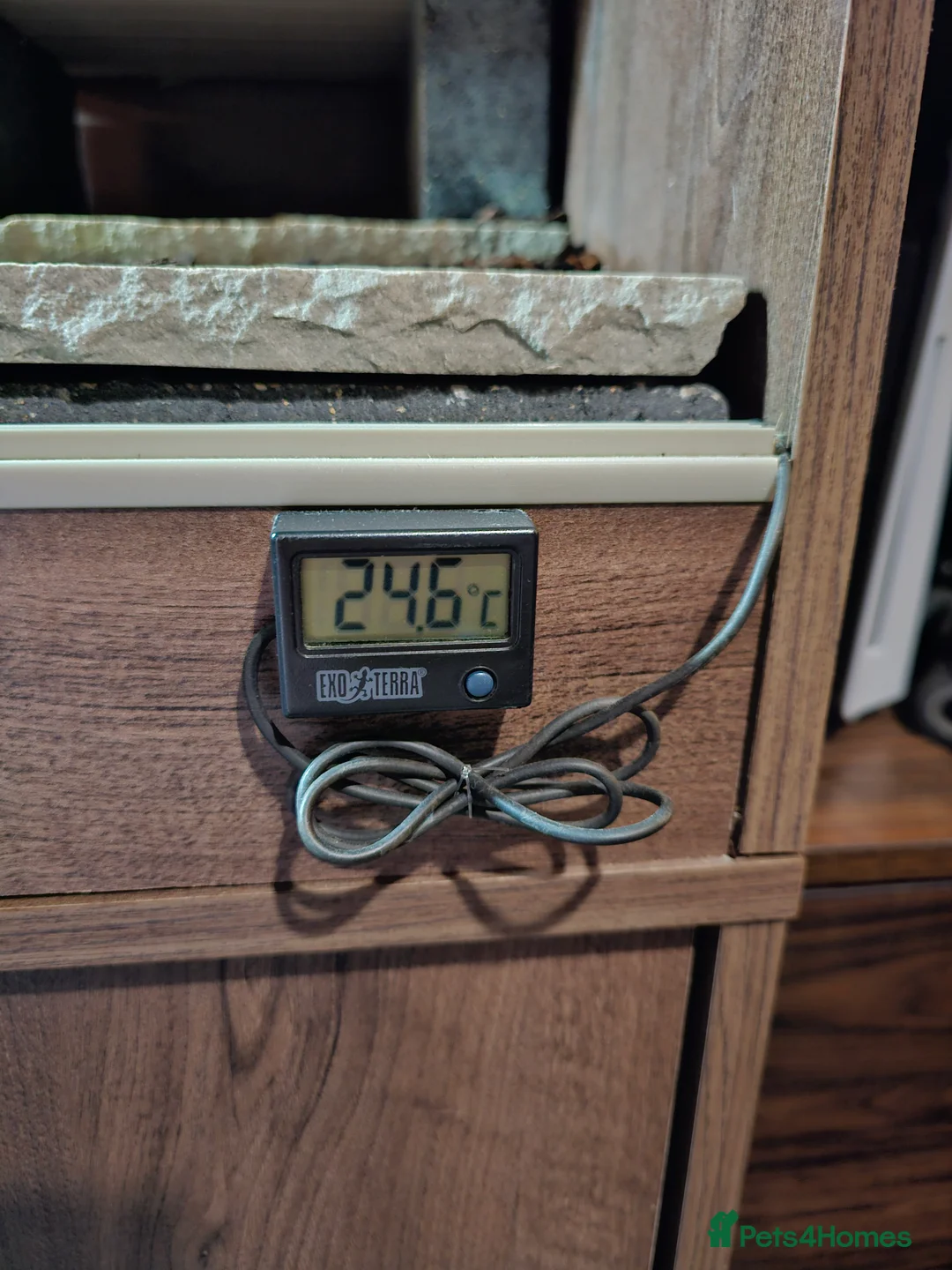 Skink reptiles for sale: Blue Tongued Skink-Male enclosure and cabnet setup - Advert 27