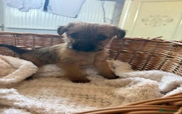 Jackapoo dogs for sale: Jackapoos   - Image 1