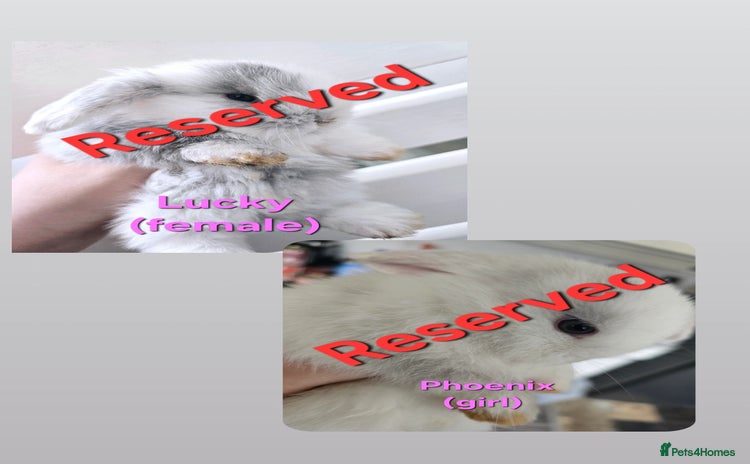 Mini Lop rabbits - Advert 3