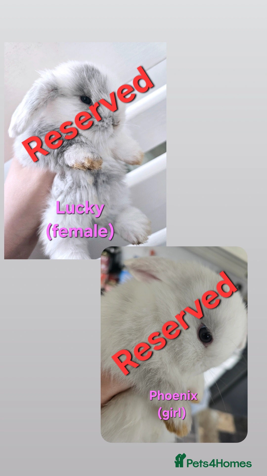 Mini Lop rabbits for sale: 2 gorgeous Mini lop baby girls  - Image 1