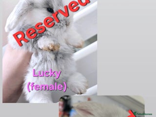 Mini Lop rabbits - Advert 32