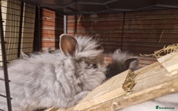 Lionhead rabbits for sale: Lovely floofy little lionheads males and females - Image 9