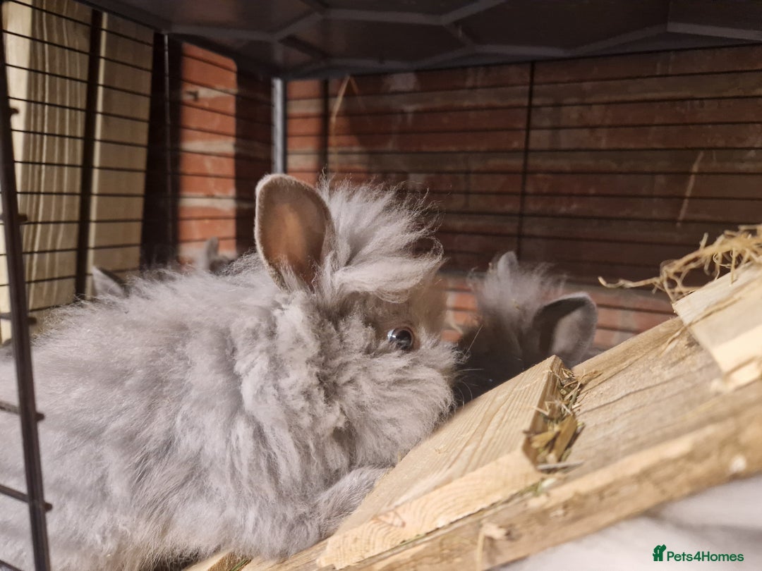 Lionhead rabbits for sale: Lovely floofy little lionheads males and females - Image 9