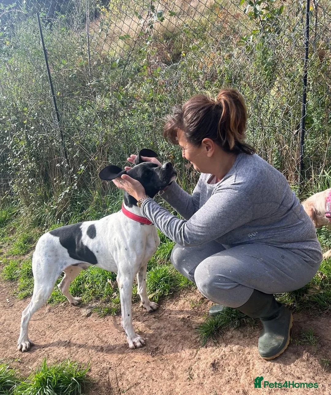 Pointer dogs for adoption: Duke the pocket rocket pointer in Matlock - Advert 2