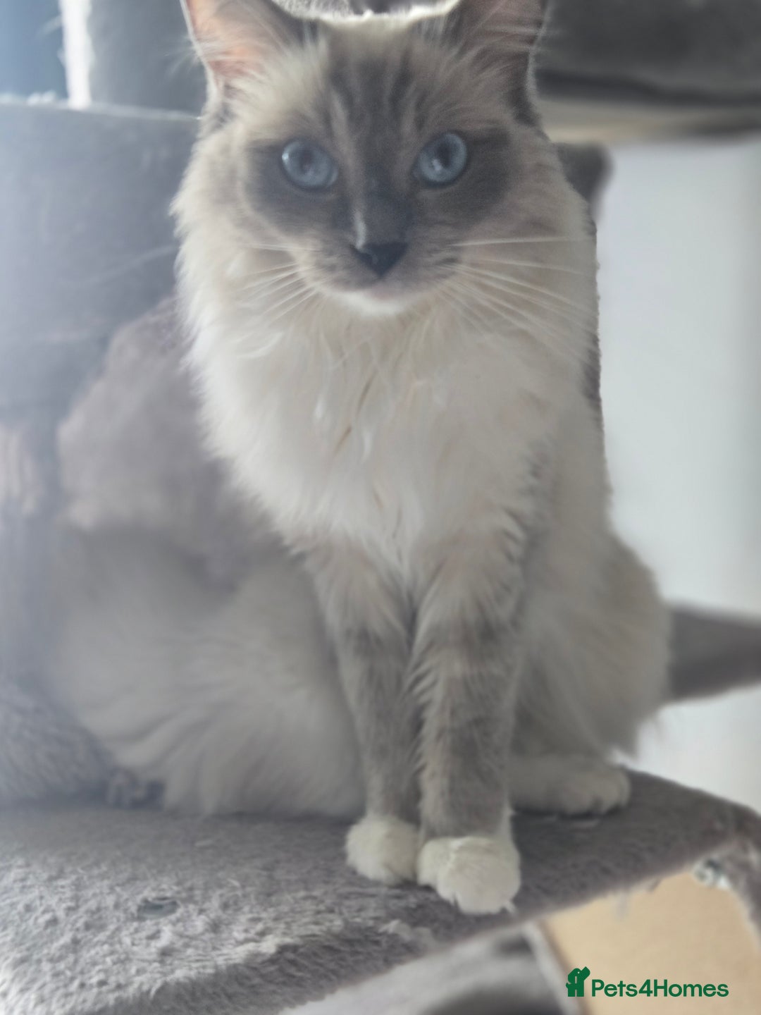 Ragdoll cats for sale: Pedigree Quality Ragdolls. - Advert 8