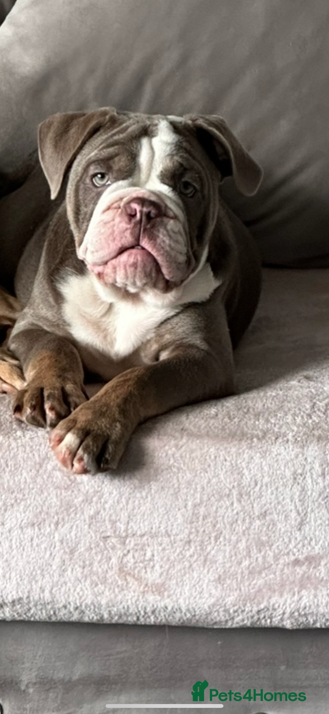 English Bulldog dogs for sale: English female bulldog  - Advert 2