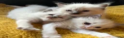 Ragdoll cats for sale: Pure ragdoll GCCF mom’s kittens for sale - Advert 6