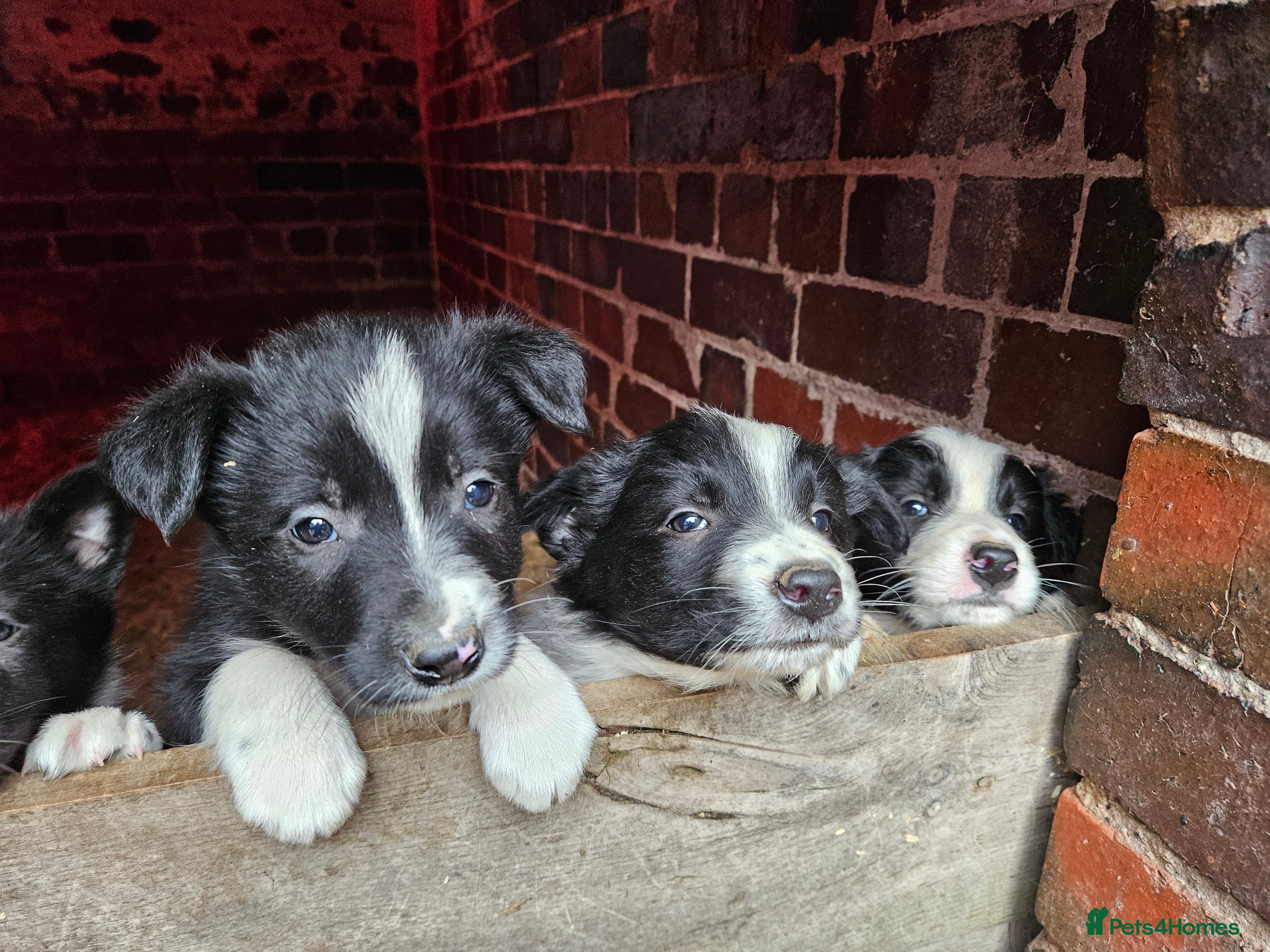 Border Collie dogs Border Collie puppies for sale  - Advert 6