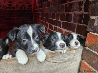 Border Collie dogs Border Collie puppies for sale - Advert 17