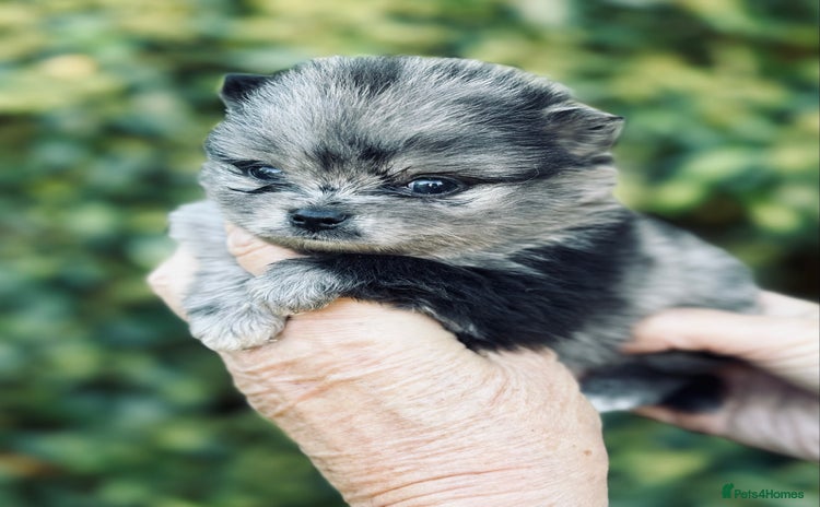 Pomeranian dogs - Advert 4