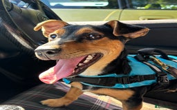 Mixed Breed dogs for sale: my name is chip  - Image 8