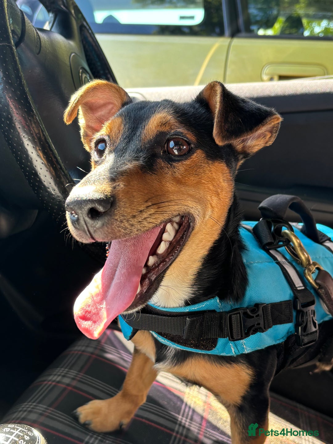 Mixed Breed dogs for sale: my name is chip  - Image 8