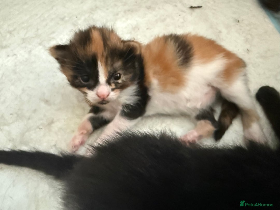 British Shorthair cats for sale: 1 male 1 female kitten  - Image 2