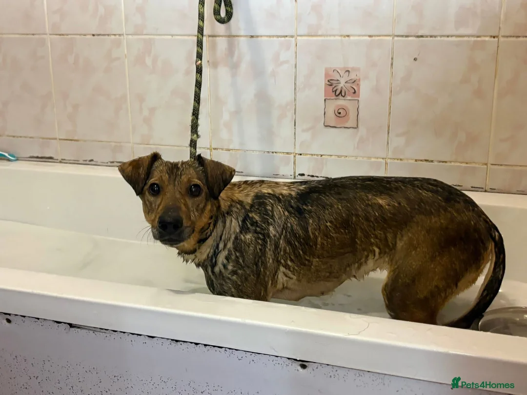 Mixed Breed dogs for adoption: Flora - Norwich Norfolk  - Advert 8