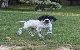 Pointer dogs for sale: "Well Bred" Pointer Puppies - Image 11