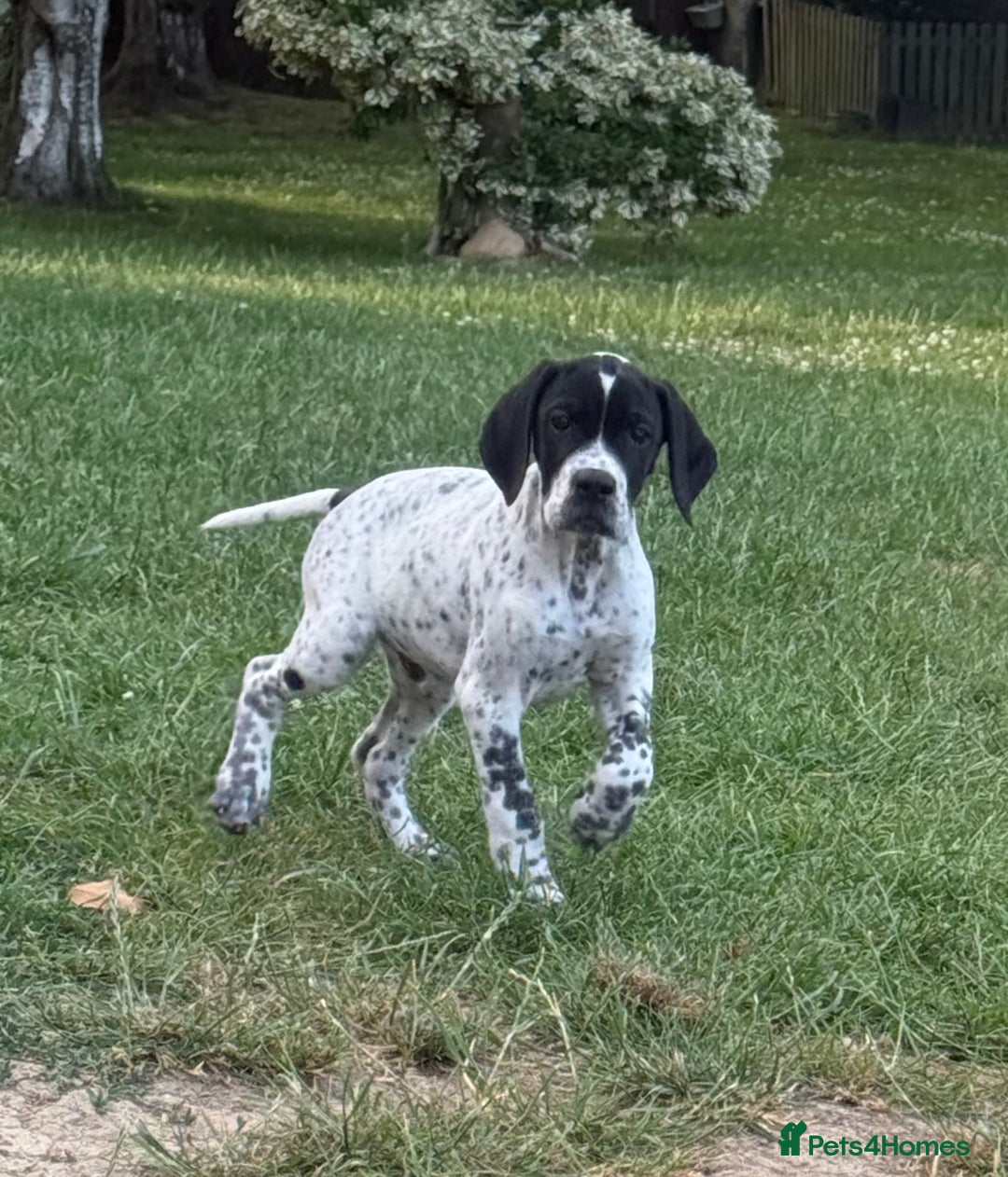 Pointer dogs for sale: "Well Bred" Pointer Puppies - Image 11