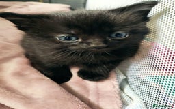 Maine Coon cats for sale: x2 male Maine Coon cross kittens and mum - Image 3