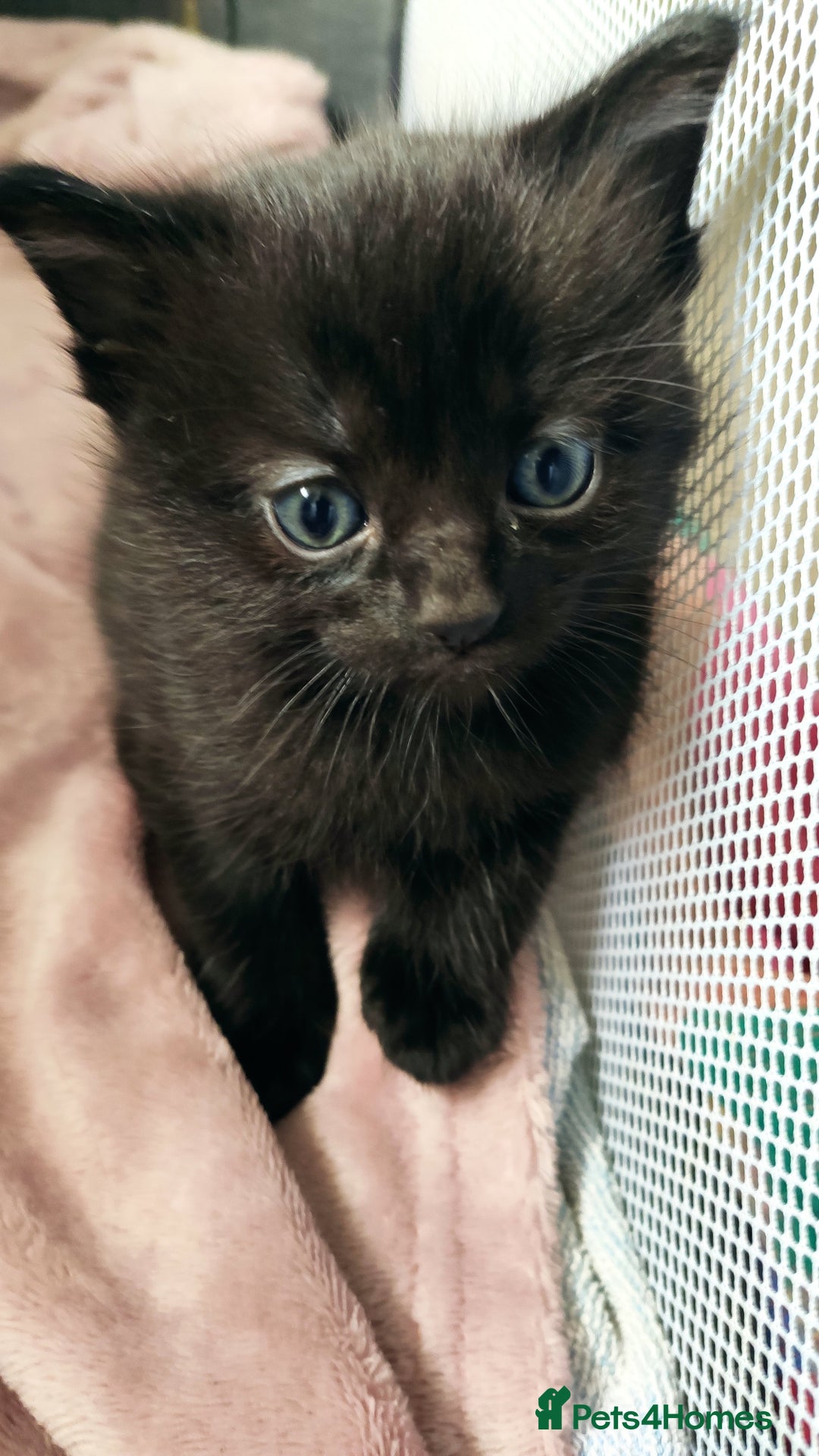 Maine Coon cats for sale: x2 male Maine Coon cross kittens and mum - Image 3