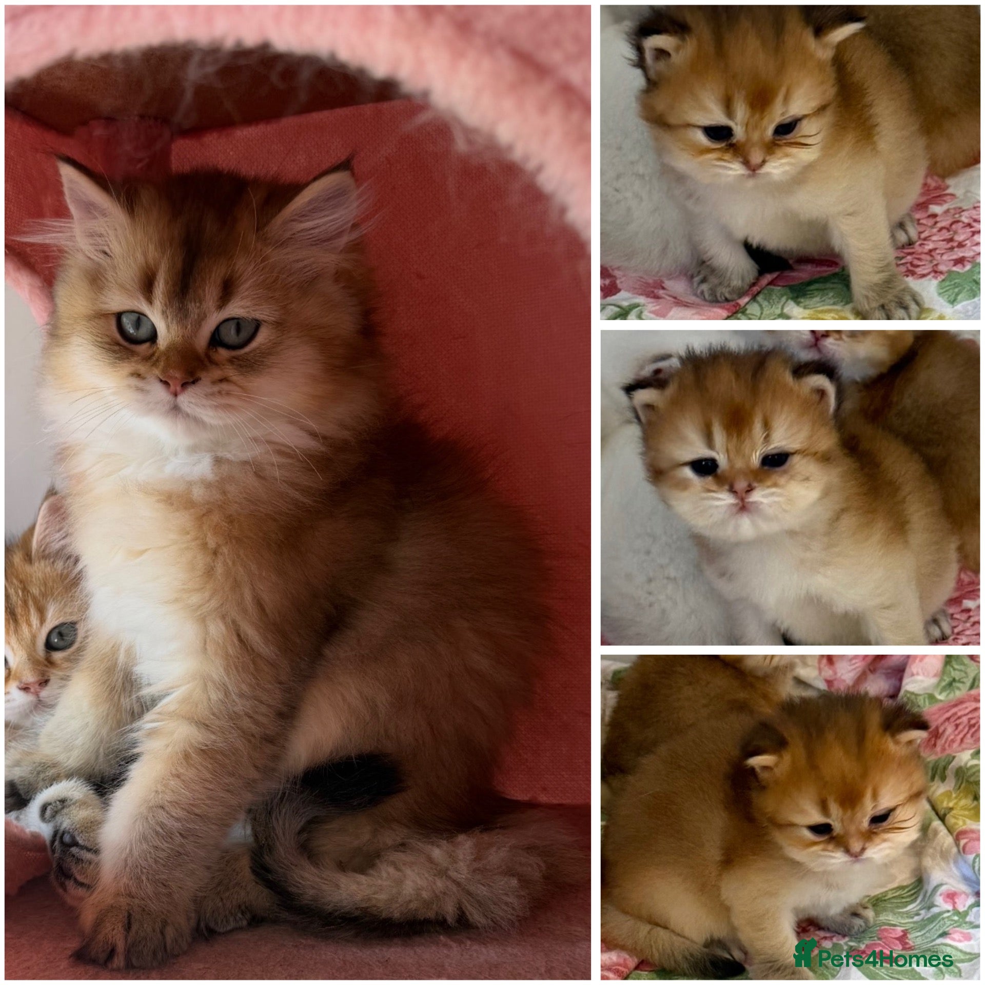 British Longhair cats NY12 GOLDEN SHADED & WHITE BRITISH LONG HAIR - Advert 3