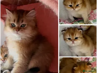 British Longhair cats NY12 GOLDEN SHADED & WHITE BRITISH LONG HAIR - Advert 3