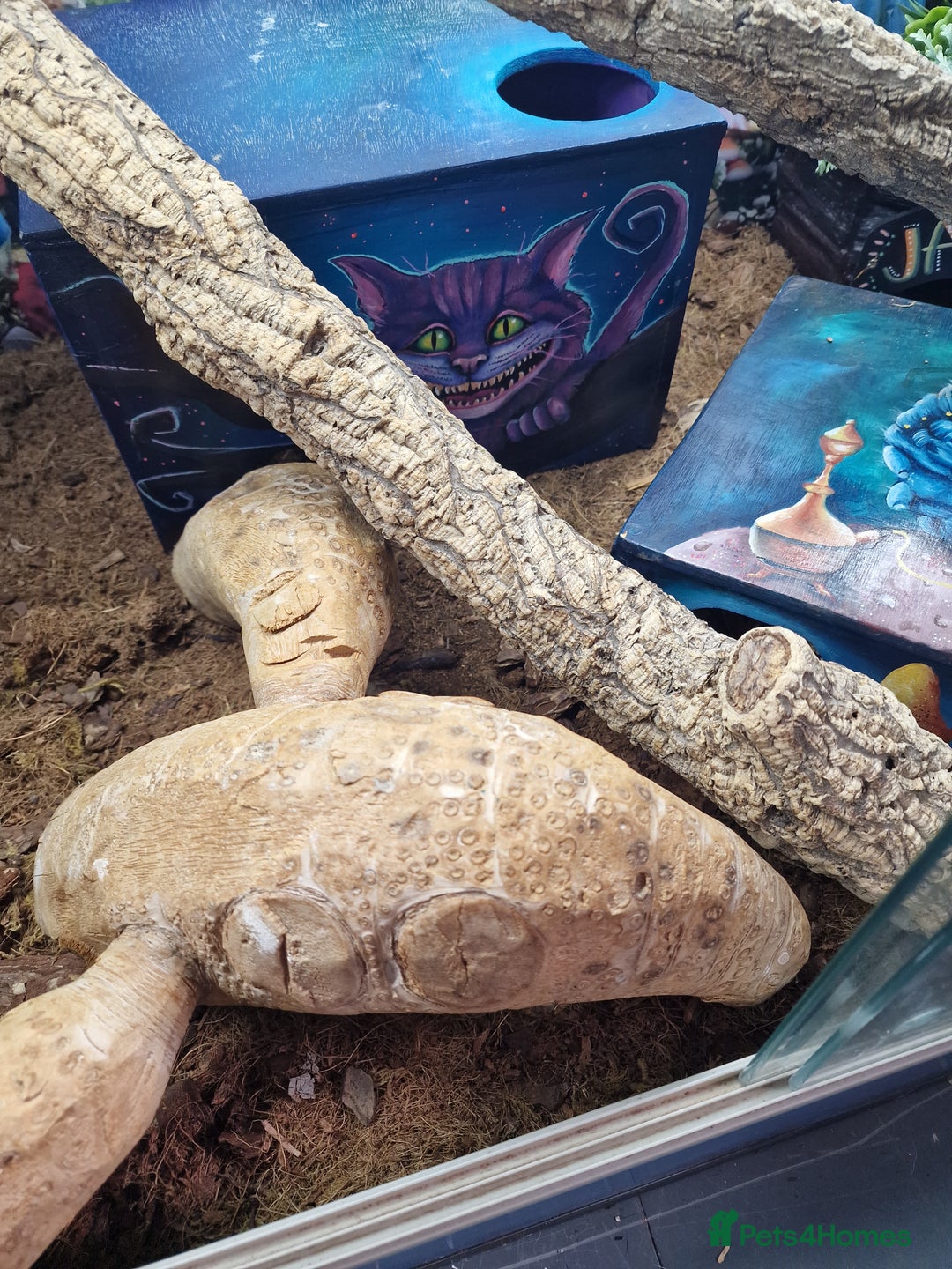 Python Snake reptiles for sale: Gorgeous royal python and full set up - Advert 5