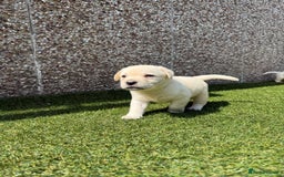 Labrador Retriever dogs for sale: ✨ Stunning chunky Labrador puppies ✨ - Image 7