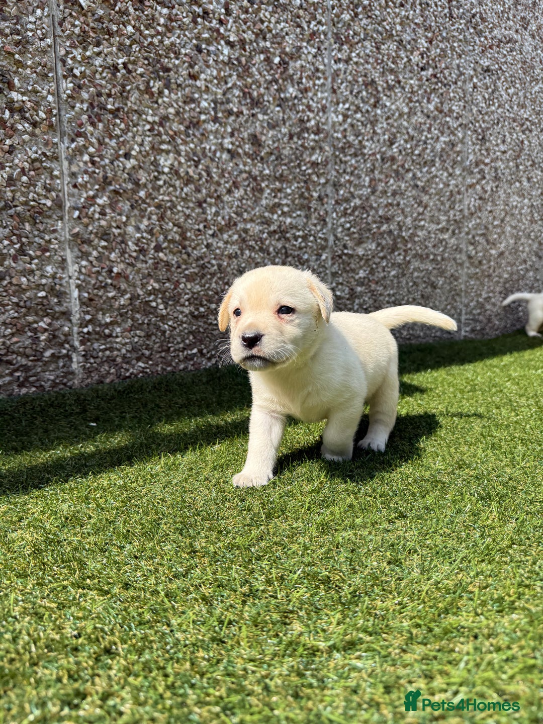 Labrador Retriever dogs for sale: ✨ Stunning chunky Labrador puppies ✨ - Image 7