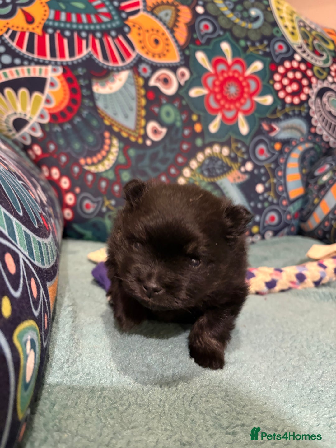 Pomeranian dogs for sale: Tiny Female Black Pomeranian Puppy  - Advert 11