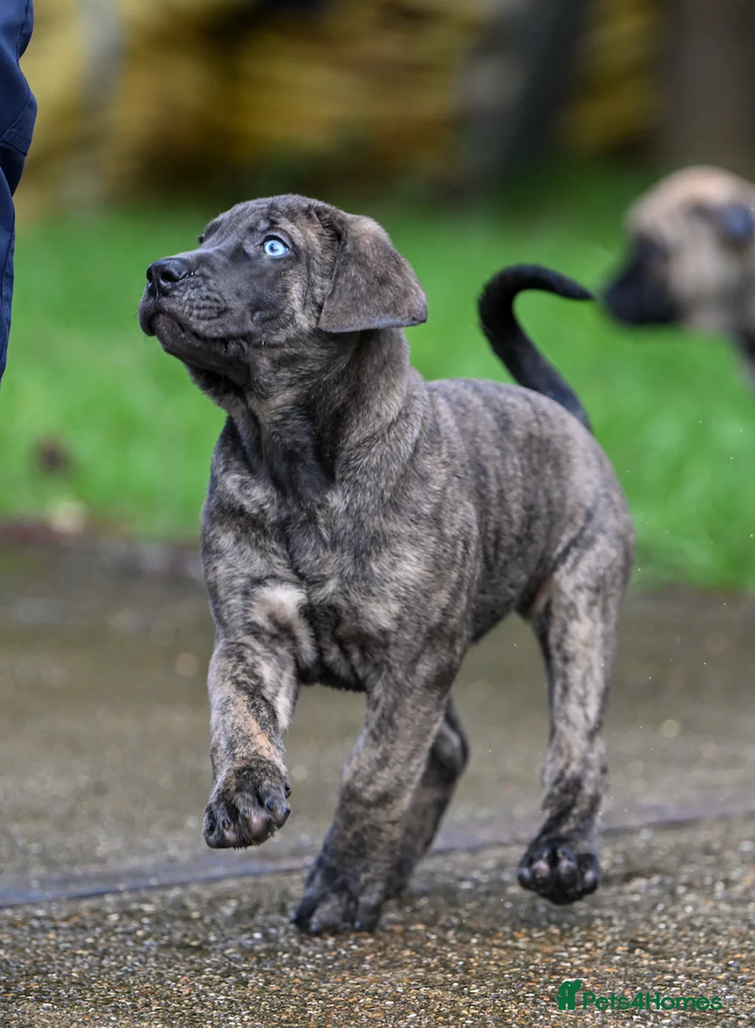 Presa Canario dogs for sale: Presa Canario Puppies - Advert 1