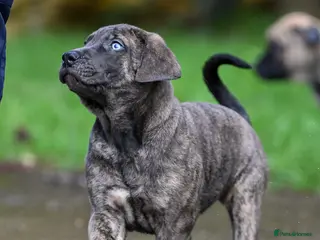 Presa Canario dogs Presa Canario Puppies - Advert 1