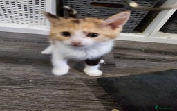 British Longhair cats for sale: 4 kittens  - Image 1