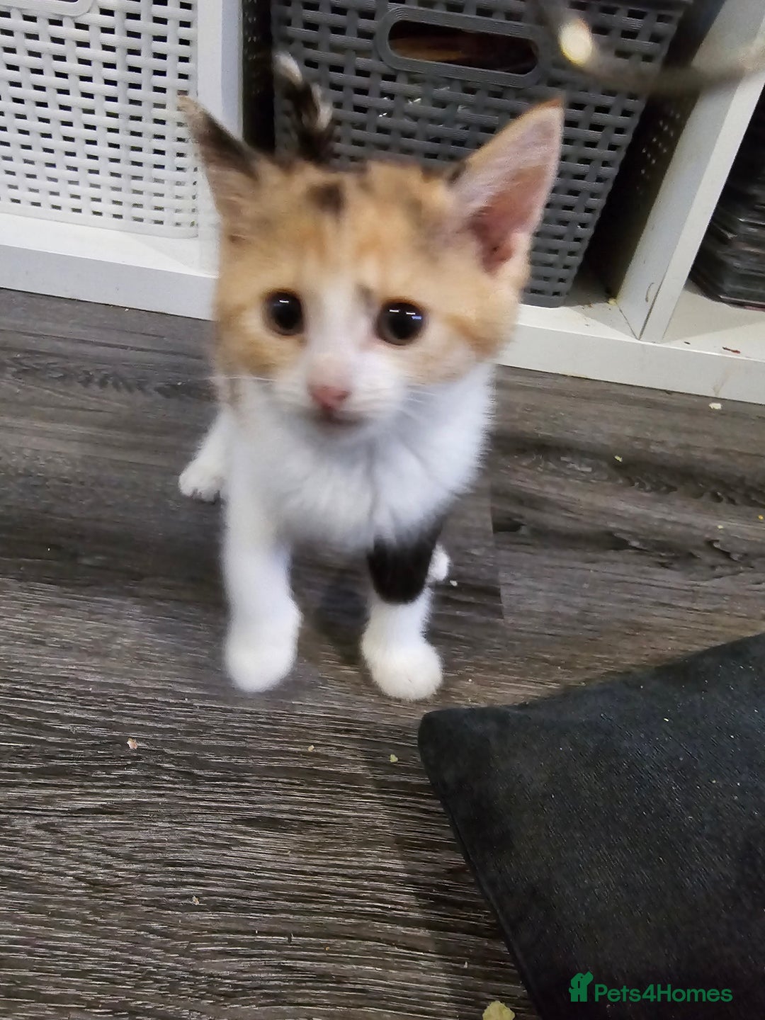British Longhair cats for sale: 4 kittens  - Image 1