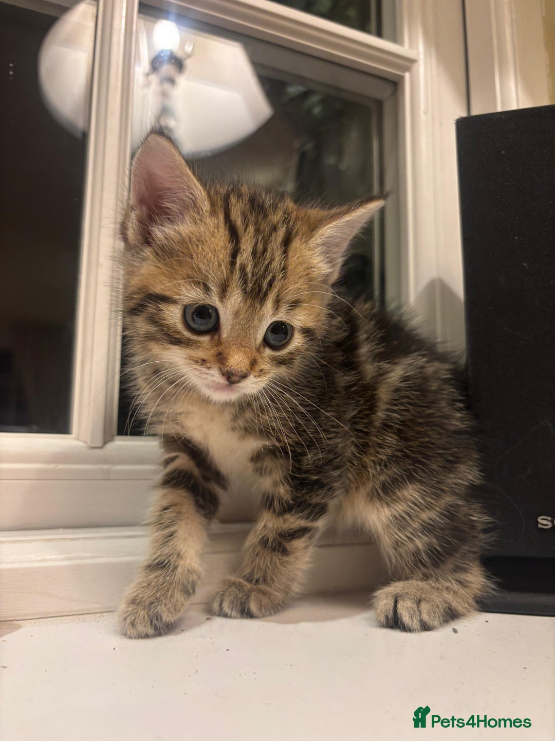 Mixed Breed cats for sale: 4 Persian chinchilla mix breed kittens  - Image 22