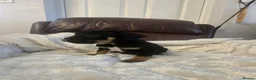 Mixed Breed dogs for sale: Cane corso x pocket bully - Advert 8