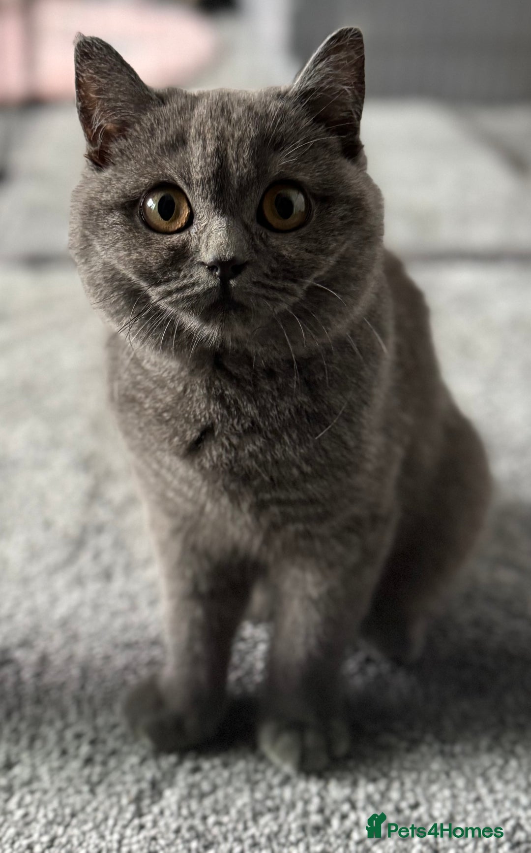 British Shorthair cats for sale: British shorthair kittens  - Image 12