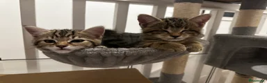 Mixed Breed Kitten 5