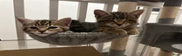 Mixed Breed cats for sale: Beautiful Tabby Kittens Looking for Loving Homes  in Dartford - Advert 18