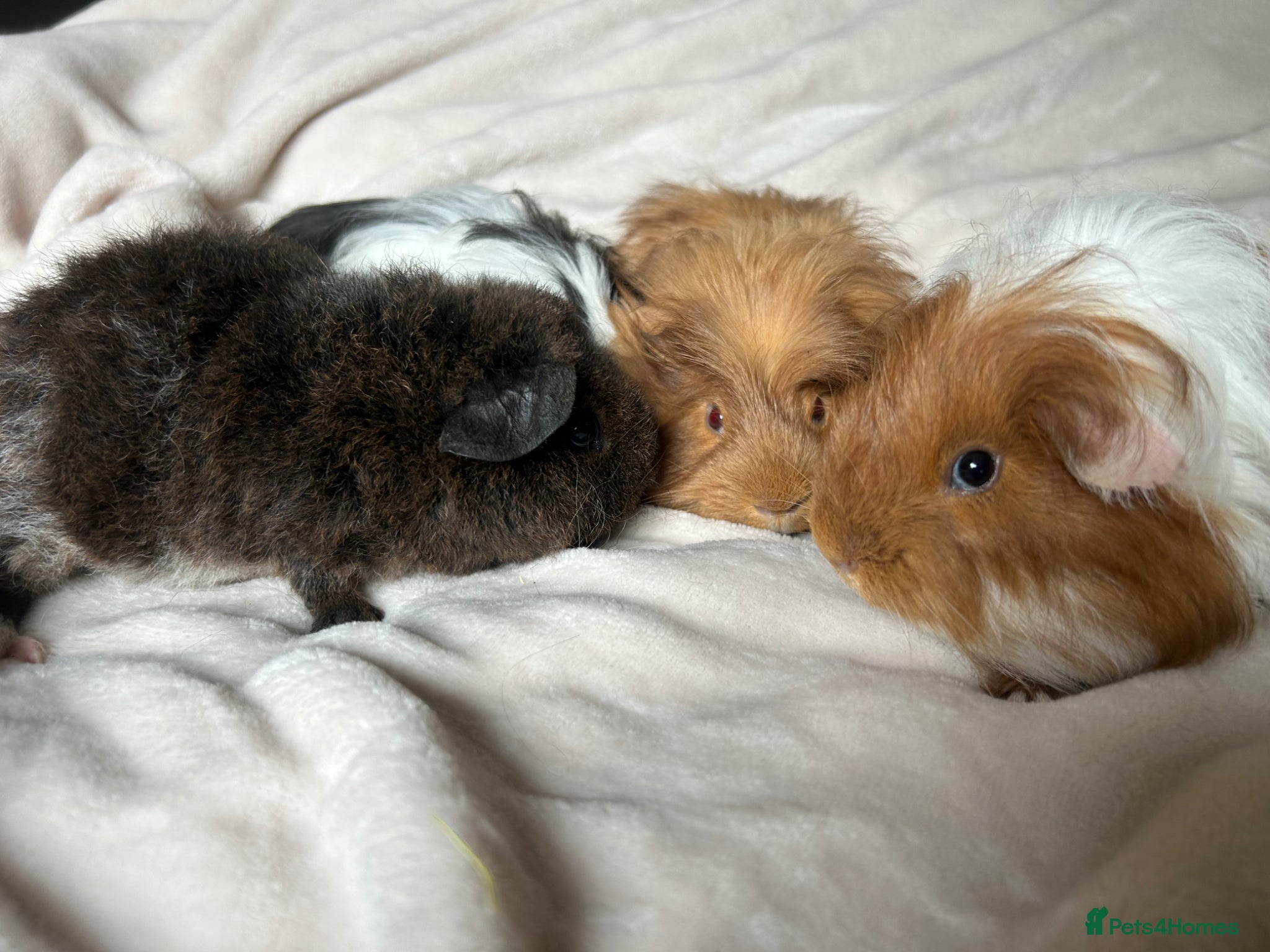 Guinea Pig rodents for sale: Baby Guinea pigs  - Advert 3