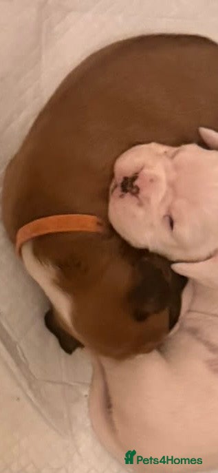 Boxer dogs for sale: Beautiful Boxer Puppies - long tailed boys/girls - Advert 2