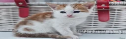 Mixed Breed cats for sale: Kittens for sale  - Advert 11