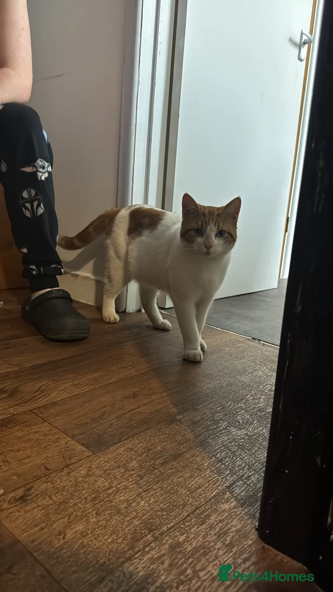 Mixed Breed cats for sale: Simba in Leominster - Advert 2