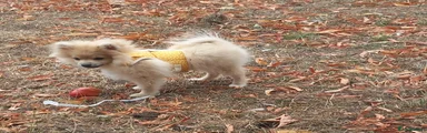Pomeranian 2
