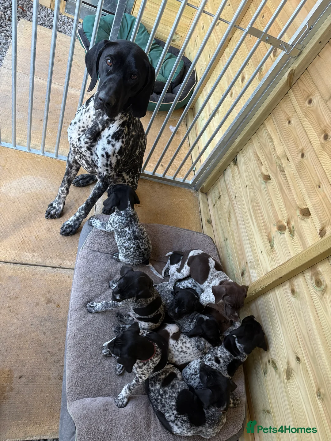 German Shorthaired Pointer dogs for stud: Exceptional lines, KC reg fully health tested stud - Advert 5