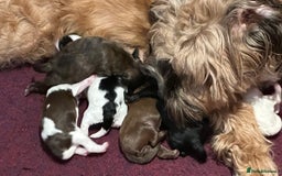 Cavapoo dogs for sale: F1b Cavapoos - Advert 10