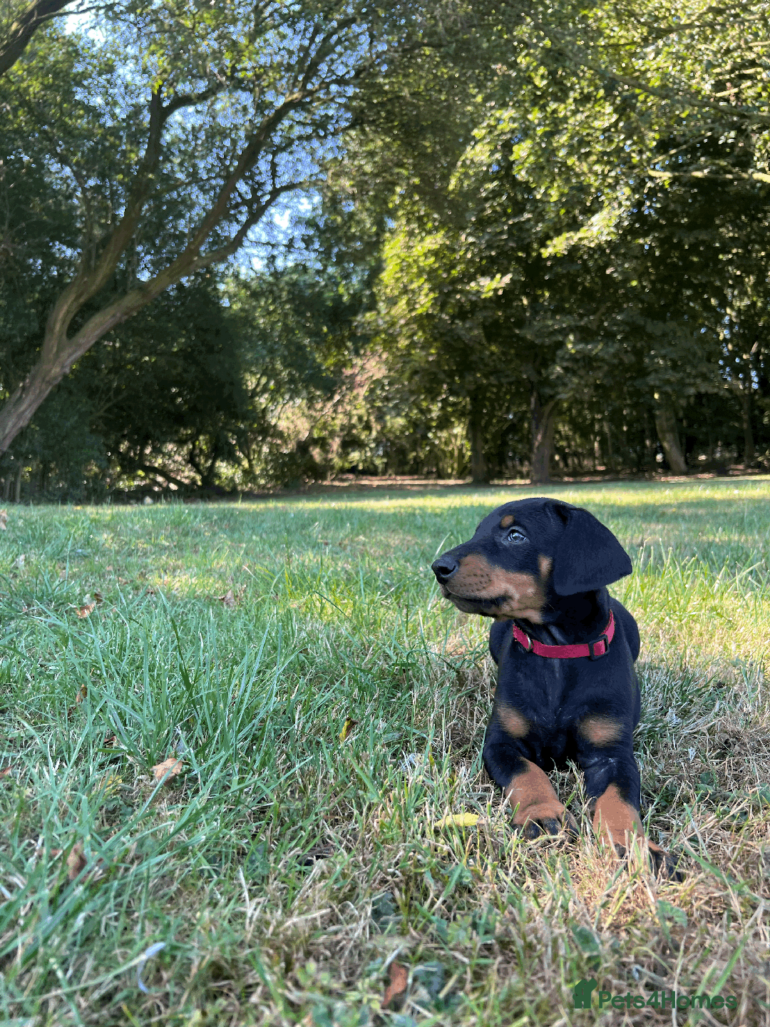 Dobermann dogs for sale: Ready now, Outstanding KC Reg Dobermann puppies - Image 27