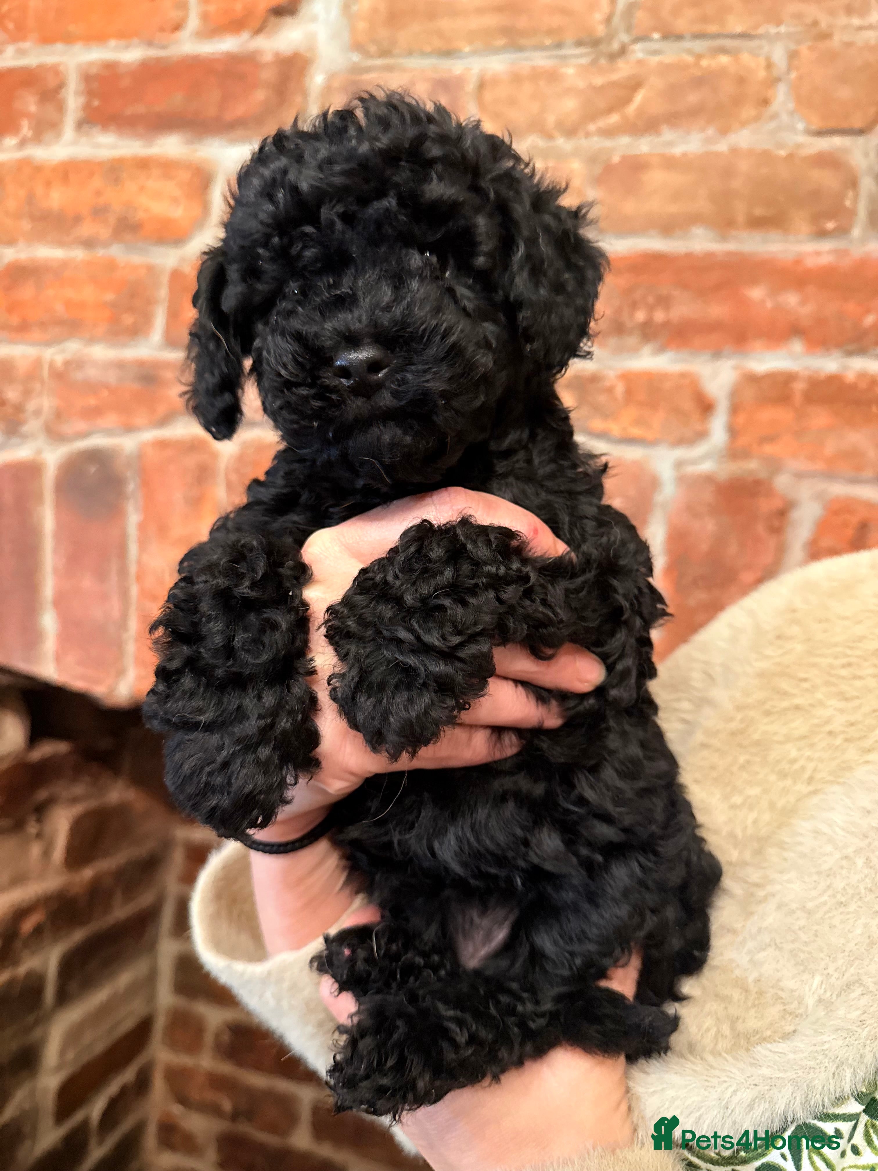 Cockapoo dogs Absolutely stunning F1B Cockapoos - Advert 18