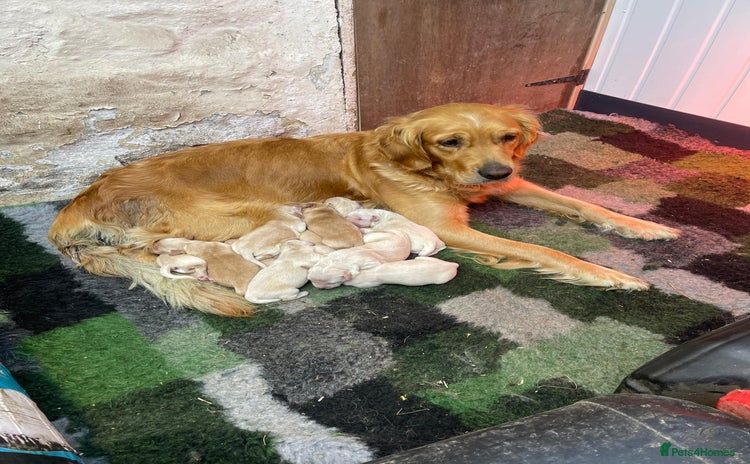 Golden Retriever dogs - Advert 4
