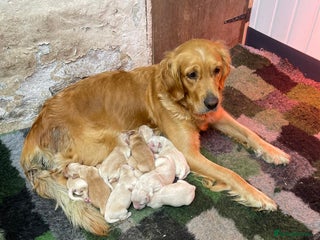 Golden Retriever dogs - Advert 5