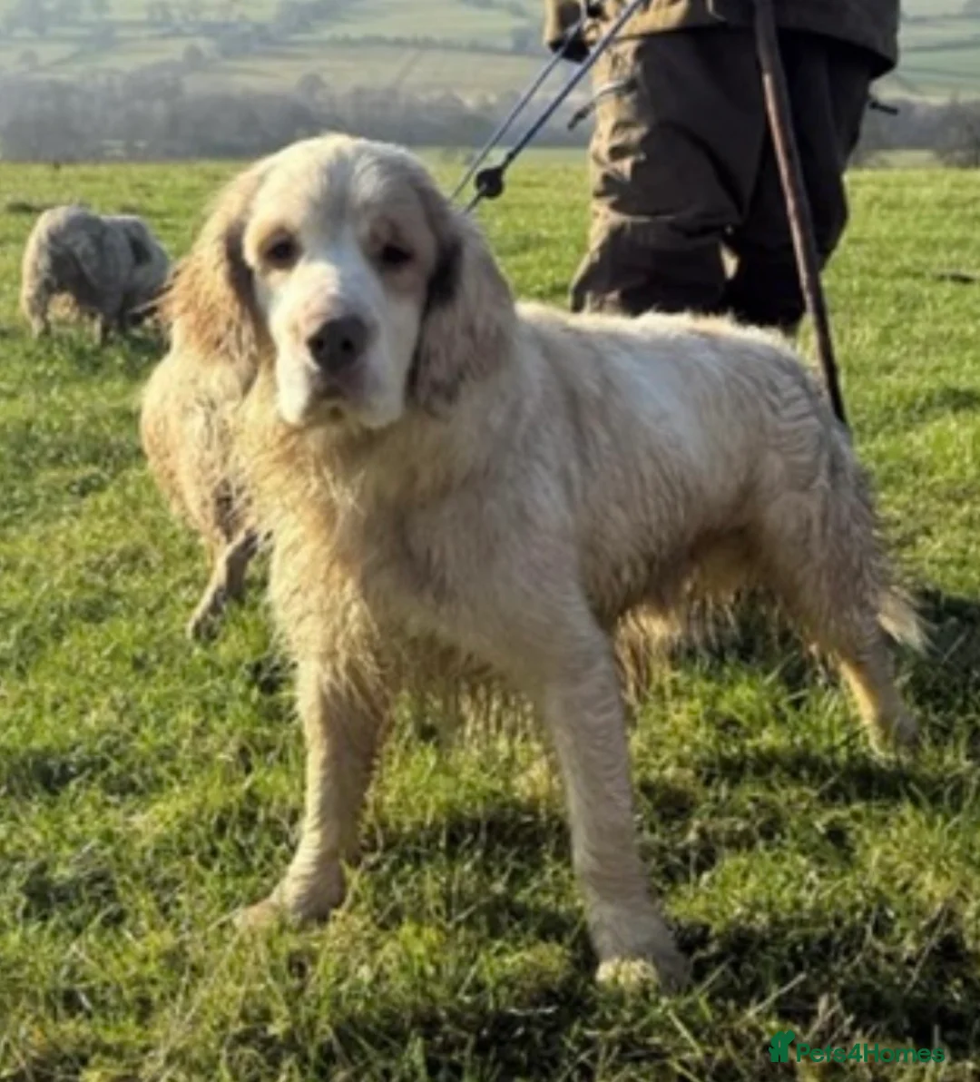 Clumber Spaniel dogs for sale: Health Tested Working Cocker x Clumber Puppies - Advert 2