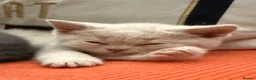 British Shorthair cats for sale: Rare Lilac, Cream & Blue Bicolour BSH kittens - Advert 6